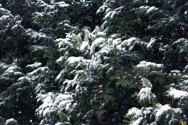 云杉树枝在雪中 第一雪 — 图库照片