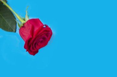 red rose on blue background.background for the eighth of March and Valentines day