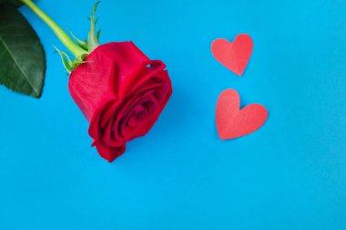 heart.background sekizinci Mart için ve Sevgililer günü mavi zemin üzerine kırmızı gül