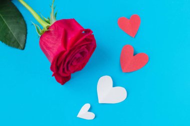 heart.background sekizinci Mart için ve Sevgililer günü mavi zemin üzerine kırmızı gül