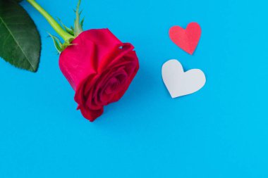 heart.background sekizinci Mart için ve Sevgililer günü mavi zemin üzerine kırmızı gül