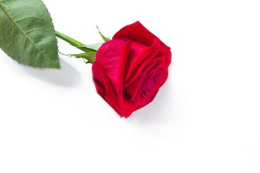 bir beyaz background.from izole kırmızı gül