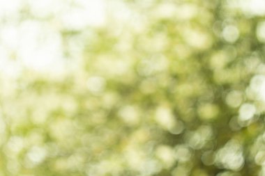 güzel bokeh ile bulanık yeşil arka plan