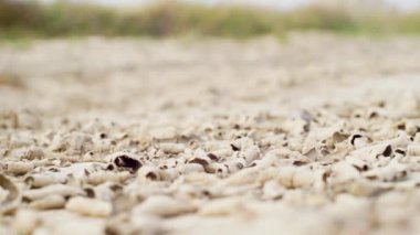 Makro, Alan Derinliği: Sıcakta parlayan kuru çamur çatlakları ilginç bir manzara yaratır. Bitki ve hayvanlar için sığınak sağlamayan engebeli kayalık arazi. Bir zamanlar verimli topraklarda kuruyan küresel ısınma.