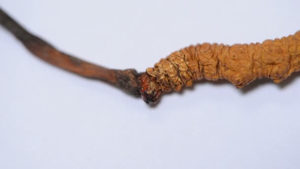 Detalhe Cordyceps Sinensis — Vídeo de Stock