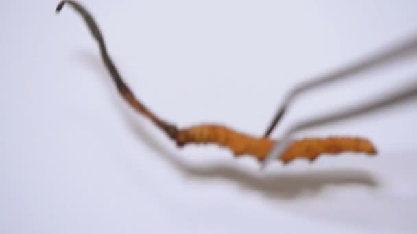 Ομάδα Των Μανιταριών Cordyceps Λευκό Φόντο — Αρχείο Βίντεο