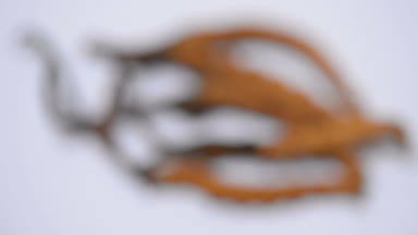 Mantar cordyceps odak noktası seçin