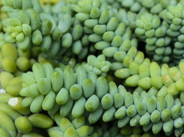 Bahçedeki morganianum familyasından bir bitki olarak aile crassulaceae, anavatanı Güney Meksika ve honduras