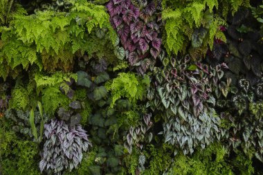 Çeşitli renk ve şekil yaprakları arka plan