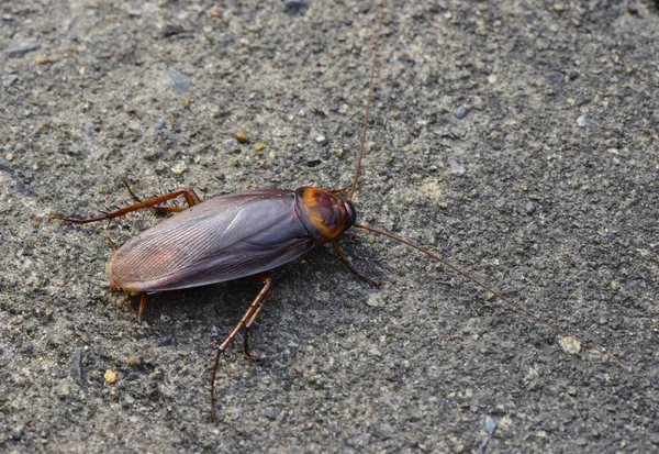 Cockroach Insect Road — Stock Photo, Image