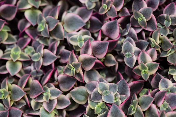 Hermosa Planta Suculenta Echeveria Púrpura —  Fotos de Stock