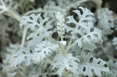 Dusty miller bitkinin Üstten Görünüm