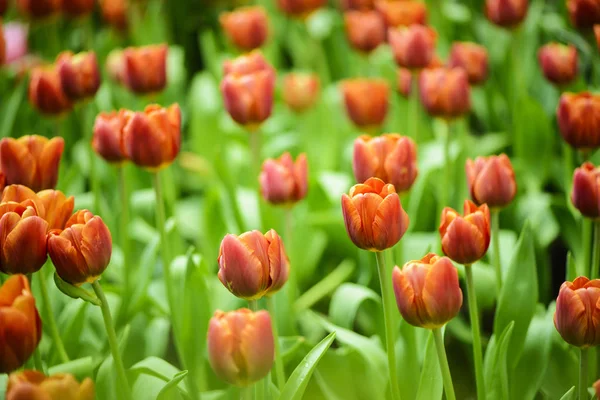 Piękny Pomarańczowy Tulip Kwiat Ogrodzie — Zdjęcie stockowe