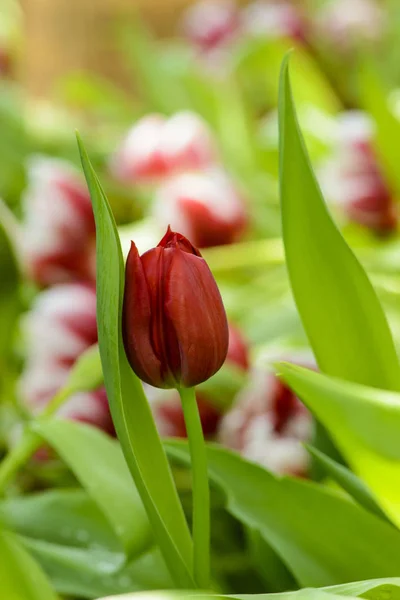 Piękny Czerwony Tulipan Kwiat Ogrodzie — Zdjęcie stockowe