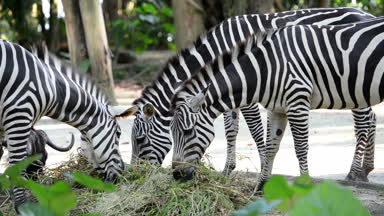 Hayvanat bahçesinde çim yeme zebralar closeup