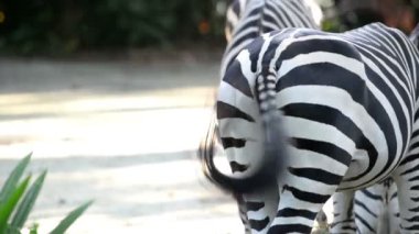 Bir zebra kuyruk atış kapatın