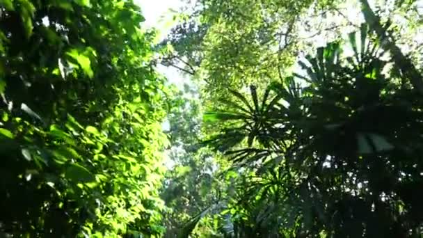 Κοιτώντας Ψηλά Προβολή Φύλλα Του Δάσους Καλοκαίρι Ήλιο — Αρχείο Βίντεο