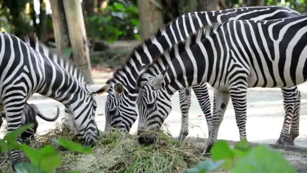 Vértes eszik fű, az állatkert zebrák