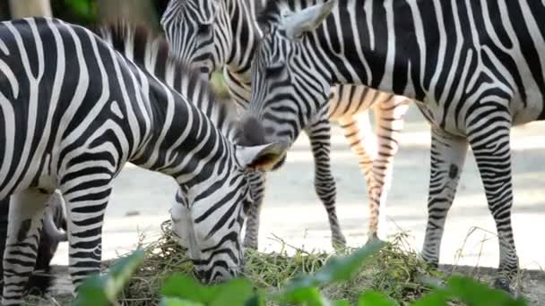 Close Zebras Eating Grass — Stock Video