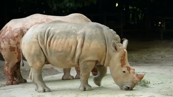 Носороги Едят Траву Зоопарке — стоковое видео