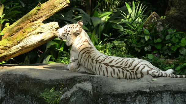 White Tiger Resting Zoo — Stock Video
