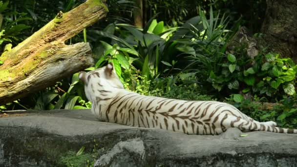 Tigre Branco Dormindo Uma Rocha — Vídeo de Stock