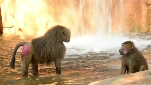 滝の背景と動物園でマント ヒヒ家族 — ストック動画