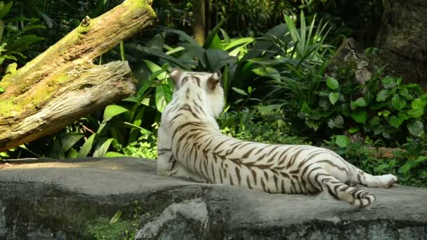 Λευκή Τίγρη Πήγε Κοιμηθεί Στο Ζωολογικό Κήπο — Αρχείο Βίντεο