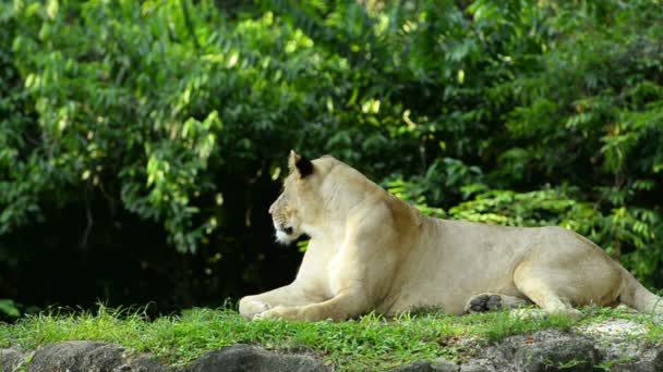 Ett Sammanträde Kvinnliga Lejon Handpåläggning Zoo — Stockvideo