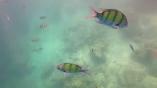 Mar Andaman Subaquático Com Peixes Tailândia — Vídeo de Stock