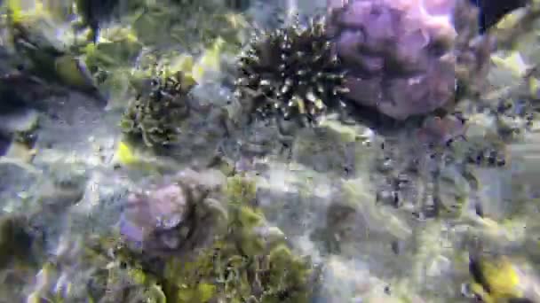 Diverse Barriere Coralline Nel Mare Delle Andamane — Video Stock