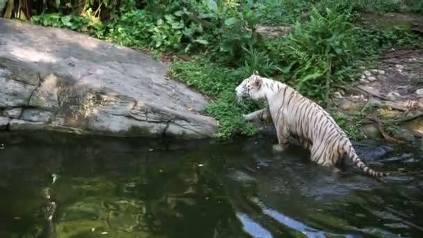 White Tiger Playing River — Stock Video