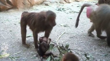 Habeş Maymunu maymun aile bir şube hayvanat bahçesinde yiyor.
