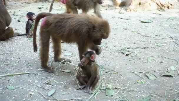 Baby Baviaan Aap Eet Een Tak Met Moeder Dierentuin — Stockvideo