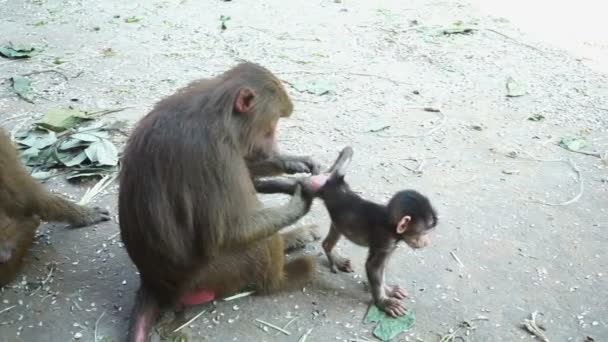 Baboons Taking Care Each Other — Stock Video