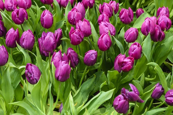Fioletowy Kwiat Tulip Oświetlone Przez Światło Słoneczne — Zdjęcie stockowe