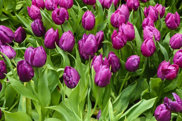 Piękny Tulipan Fioletowy Ogrodzie — Zdjęcie stockowe