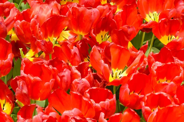 Rote Tulpe Frühling Auf Der Erde — Stockfoto