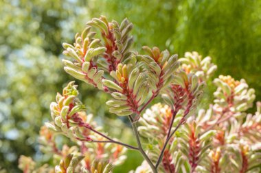 Kanguru pençe çiçekler, Anigozanthos sarı. Avustralya yerli kır çiçeği.