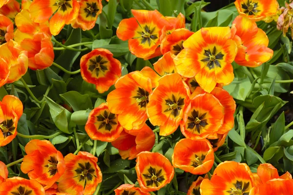 Tulipan Pomarańczowy Spring Ziemi — Zdjęcie stockowe