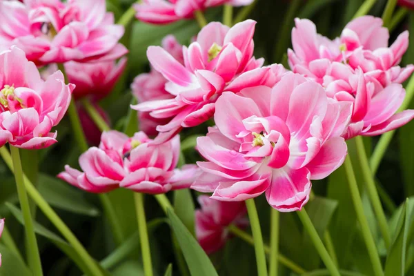 Tulipan Różowy Spring Ziemi — Zdjęcie stockowe