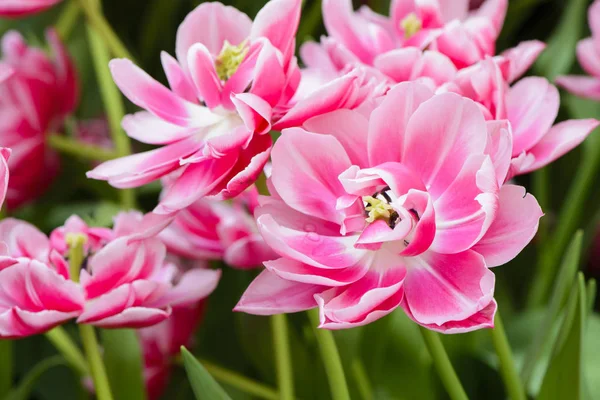 Piękne Różowe Tulipany Tło Kwietnik — Zdjęcie stockowe