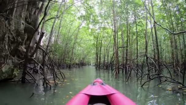 Kayak Attraverso Una Giungla Mangrovie — Video Stock
