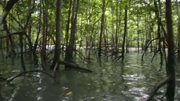Mangrov Orman Içinden Kayak — Stok video
