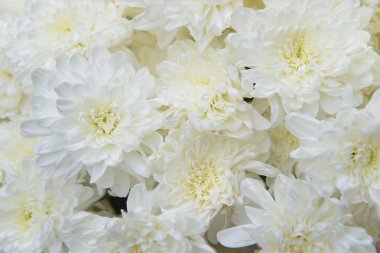 Güzel beyaz krizantem arka plan