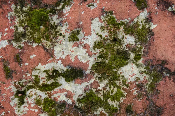 風化のひびの入ったペイント台無し古い壁コケおよび覆われている菌類の背景 — ストック写真
