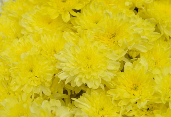 Beautiful Yellow Chrysanthemum Background — Stock Photo, Image