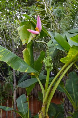 Pembe muz çiçek ve bahçe yeşil muz yaprakları