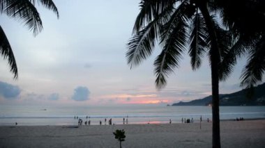 Tropikal palmiye ağaçları günbatımında rüzgarda sway