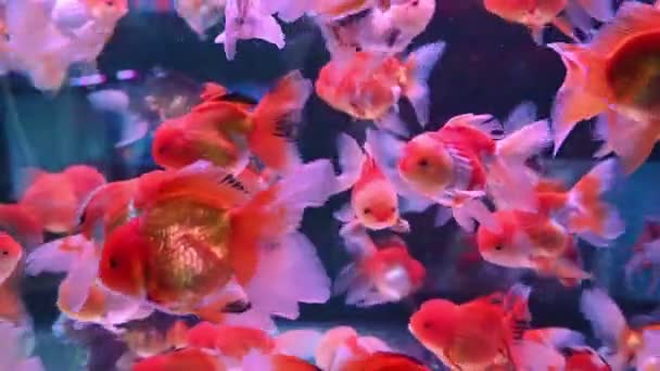 Grupo Peces Colores Nadan Pecera Vidrio — Vídeo de stock